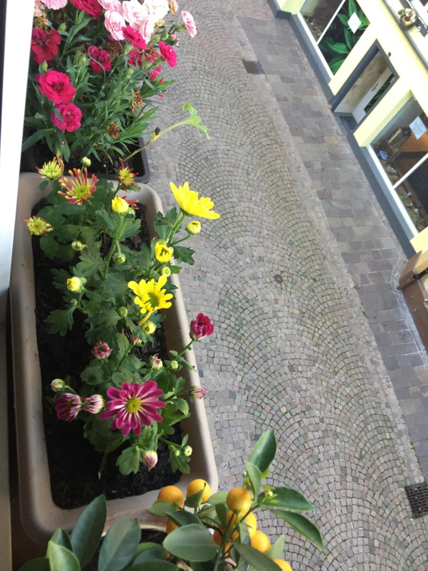 Homestay Waldshut-Tiengen Esterno foto