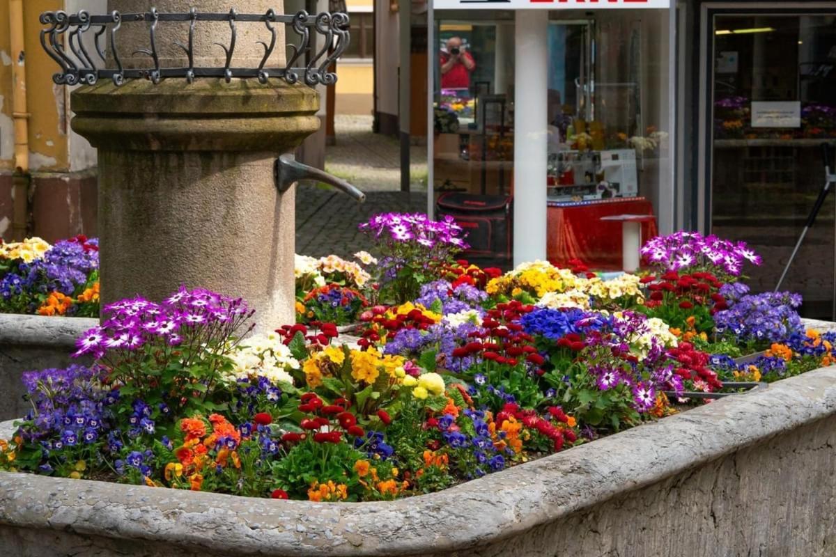 Homestay Waldshut-Tiengen Esterno foto